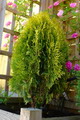 سرو تبری، سرو خمره ای، نوش ، سور، سرو بادبزنی،Chinese arbor vitae,platycladus orientalist

